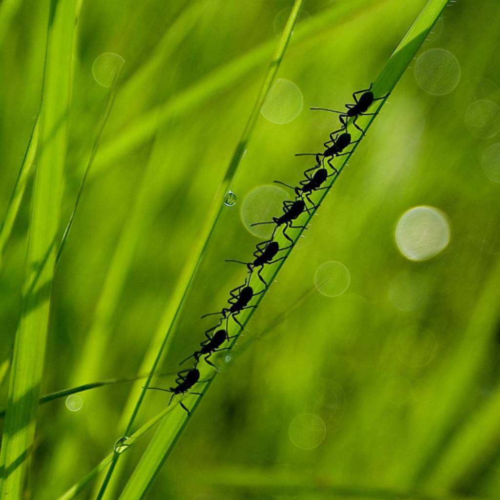 nature 1 aspect ratio 800 594